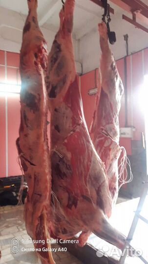 Услуга Забоя Скота