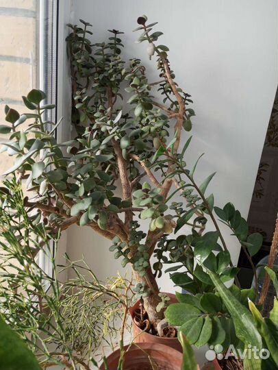 Толстянка взрослая с горшком