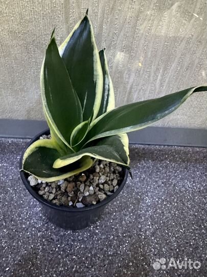 Сансевиерия