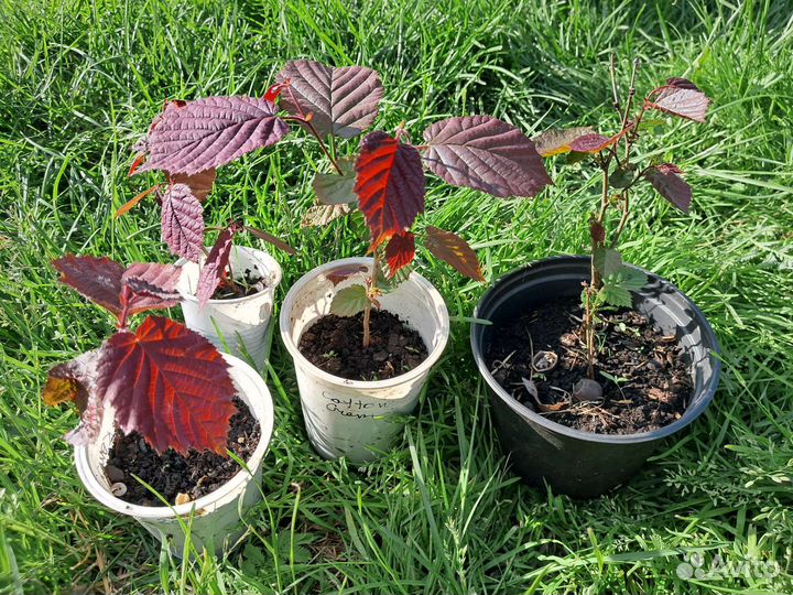 Фундук краснолистный