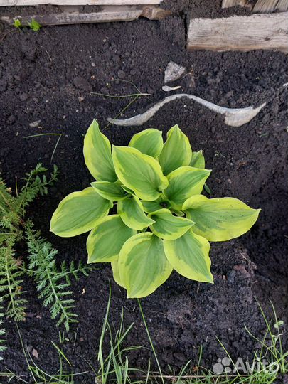 Садовые растения