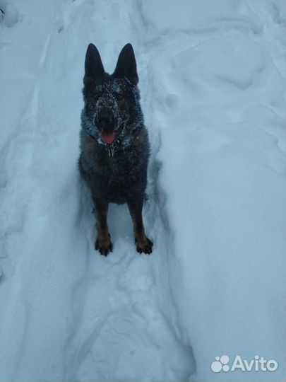 Немецкая овчарка