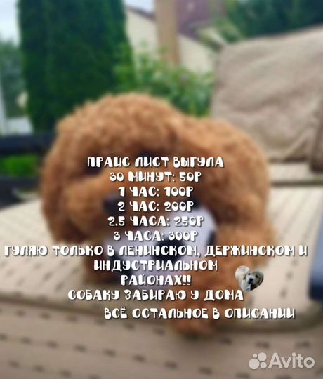 Выгул собак