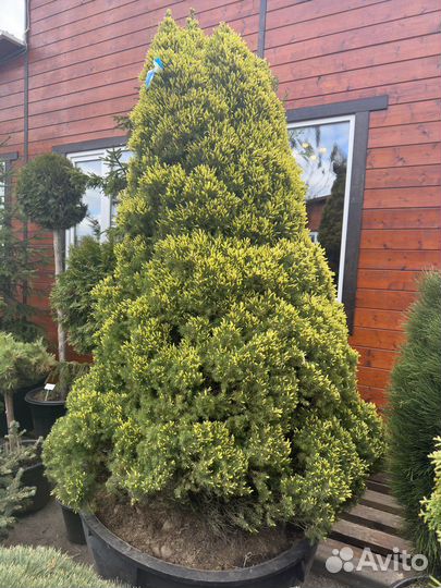 Сосна,ель голубая, сербская