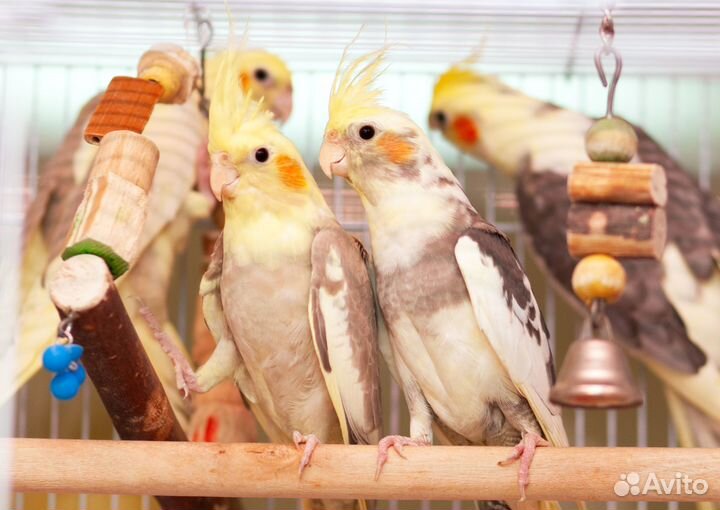 Лучшие птенцы корелл для Вас