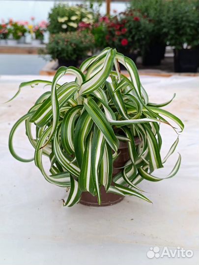 Хлорофитум кудрявый. Взрослое растение