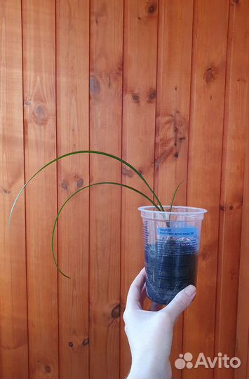 Зефирантес