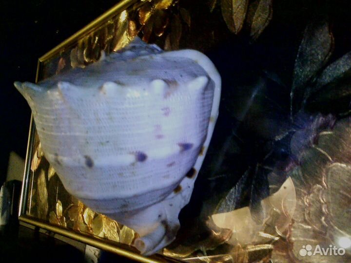 Ракушка в акквариум