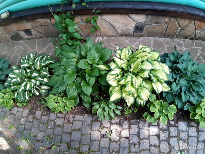 Питомник. Хосты сортовые