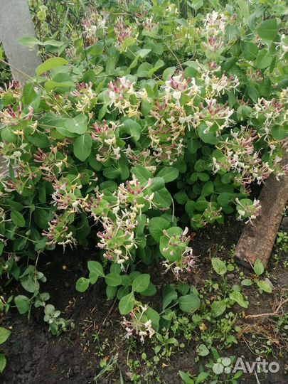 Декоративные кустарники