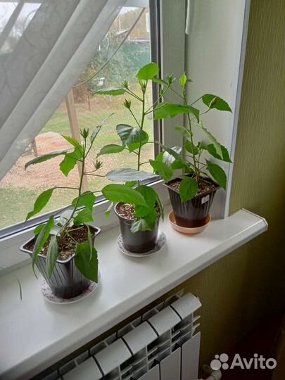 Гибискус (китайская роза)