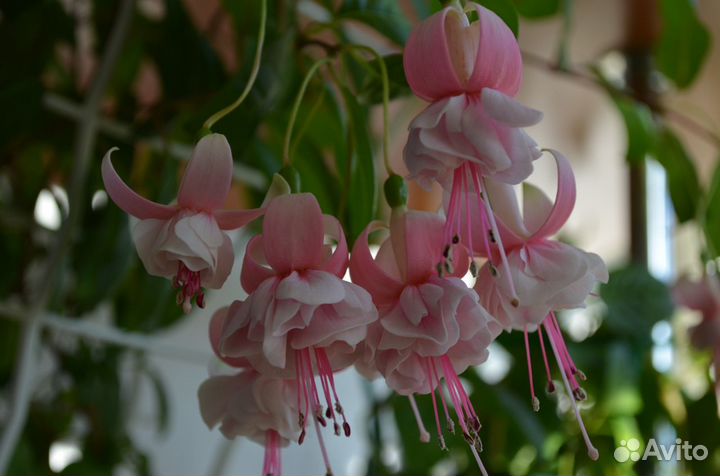 Фуксии сортовые