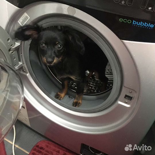 Русский той-терьер mini