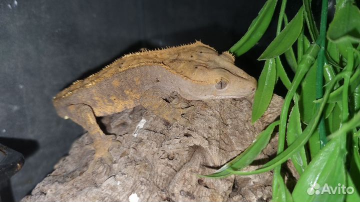 Реснитчатый бананоед