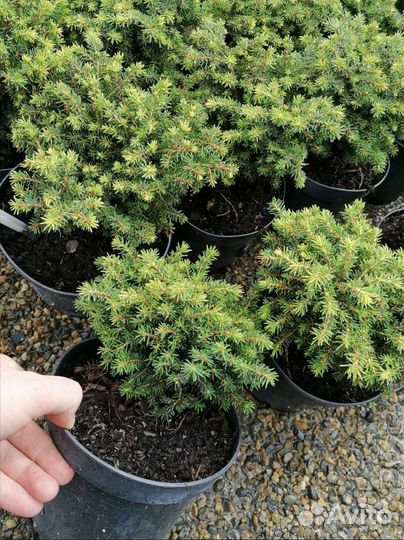 Ель Литл джем в с2л(Little Gem)