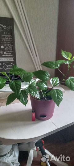 Гибискус китайская роза