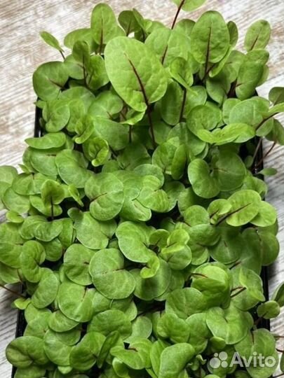 Микрозелень большой выбор