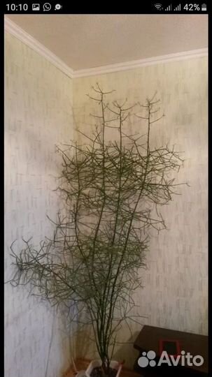 Молочай тирукалли