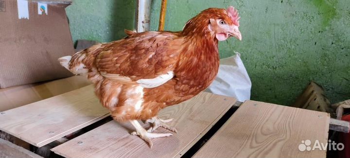 Куры домашние