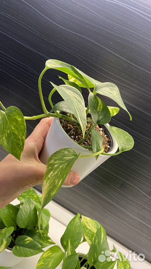 Сциндапсус