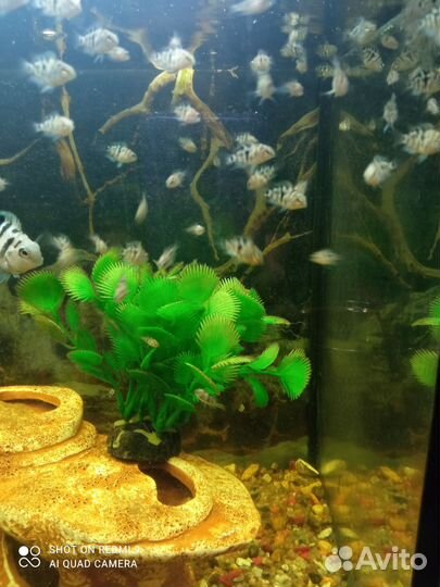 Аквариумные рыбки