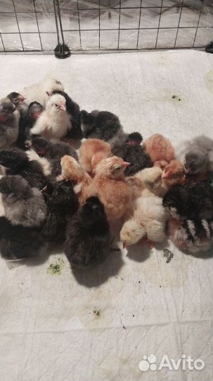 Цыплята микс мясояичных пород