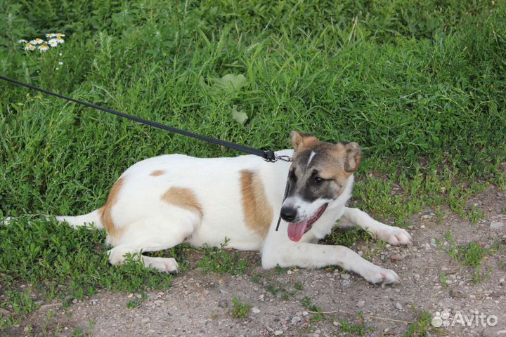 Красавица Кора в добрые ручки