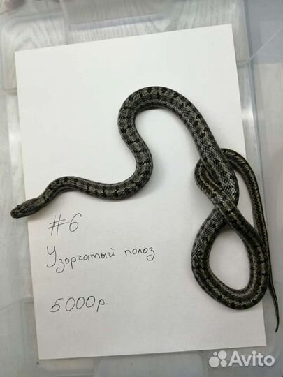 Узорчатый полоз