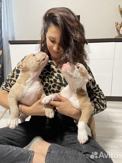 Американский булли покет