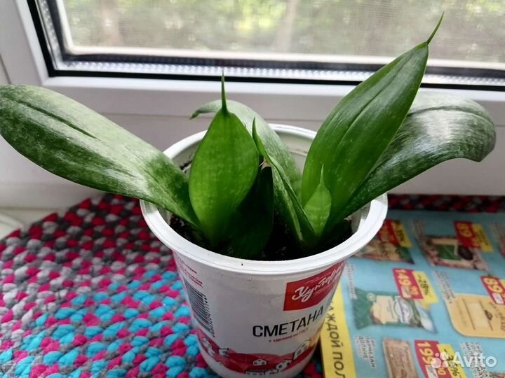 2 корешка Сансевиерии