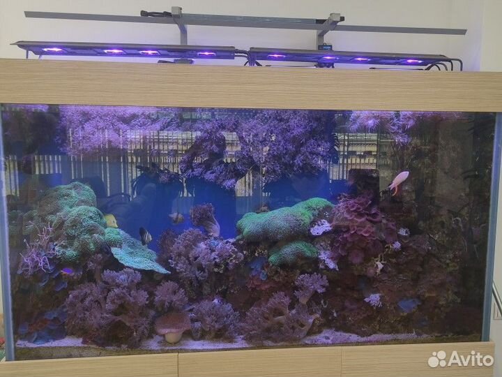 Обслуживание аквариумов. Срочный выезд