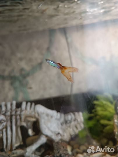 Аквариумные рыбки гуппи