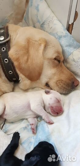 Щенки лабрадора