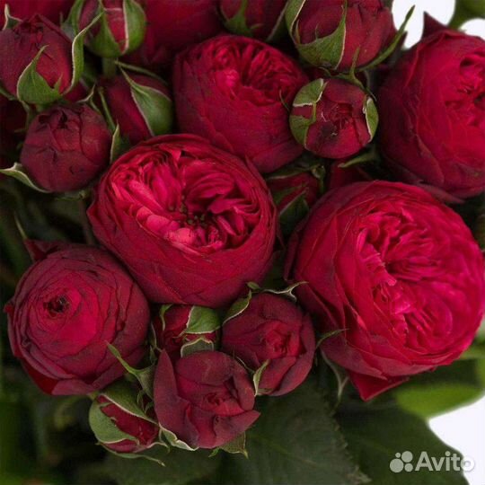 Кустовые розы для Сибири