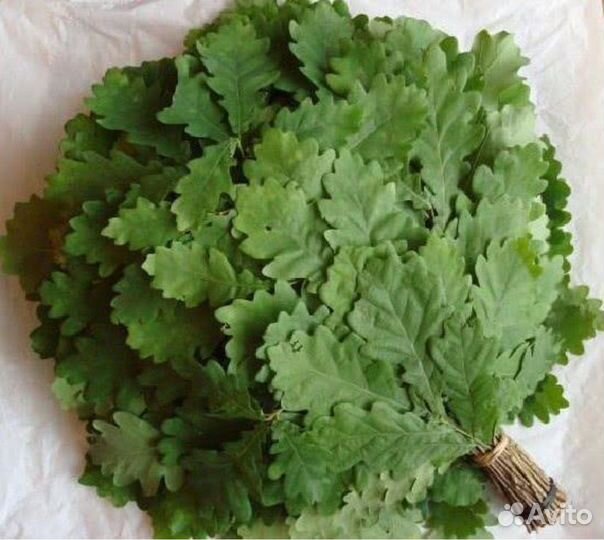 Веник для бани 2023 года