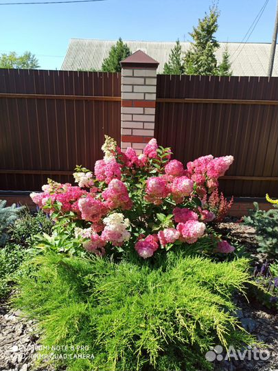 Гортензия метельчатая 