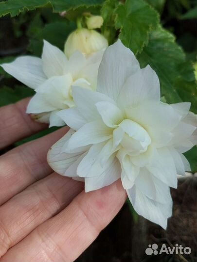 Бегонии ампельные (адрес в описании)