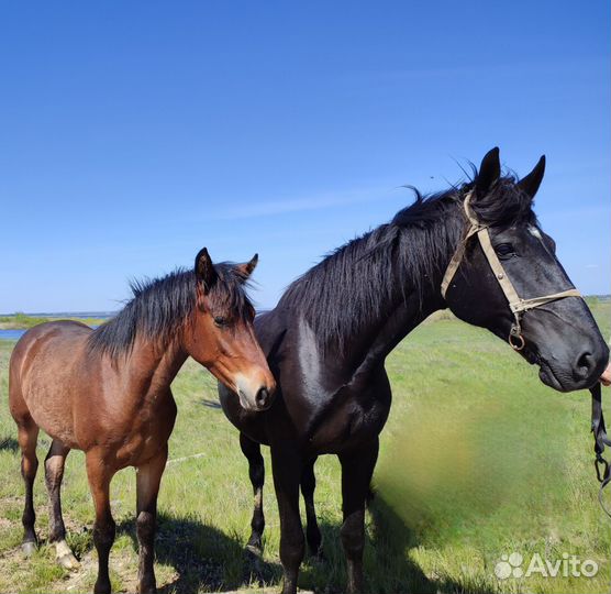 Продам кобылу вместе с жеребëнком