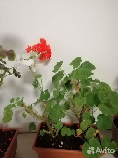 Пеларгония (герань) зональная лотом 11 шт