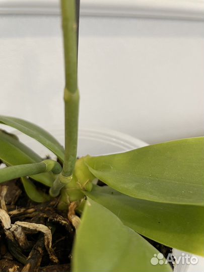 Орхидея лиодоро