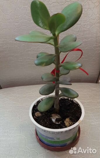 Денежное дерево-крассула