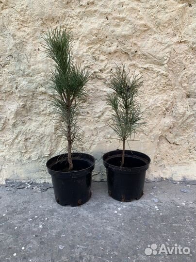 Саженцы кедра