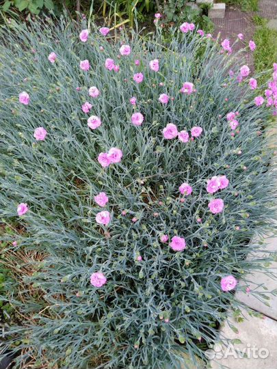 Гвоздика многолетняя