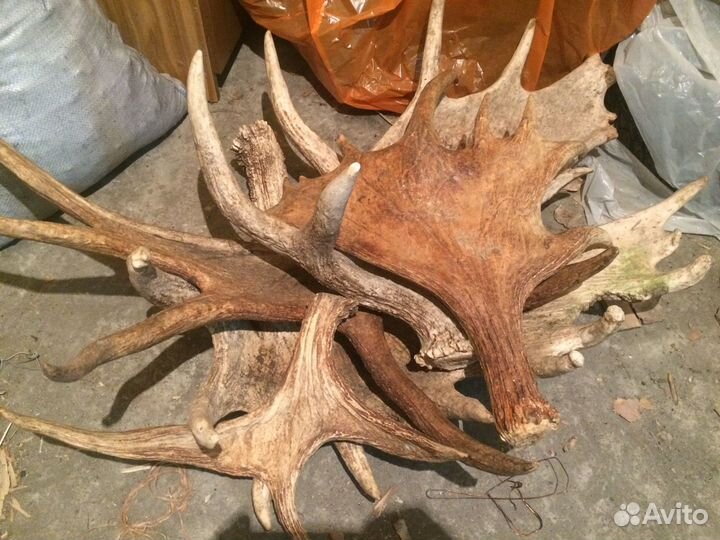 Рога лось олень марал любое качество