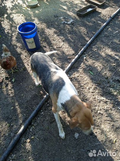 Щенки в добрые руки,остались 2 сучки