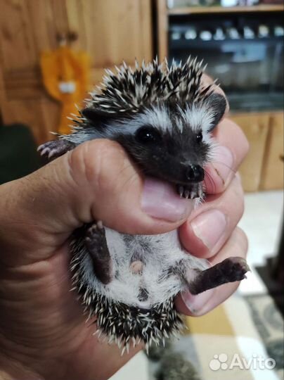 Ёжик африканский карликовый