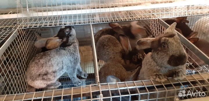 Кролики на племя