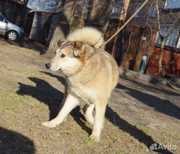 Отдам молодую метиску лайку. Стерильна