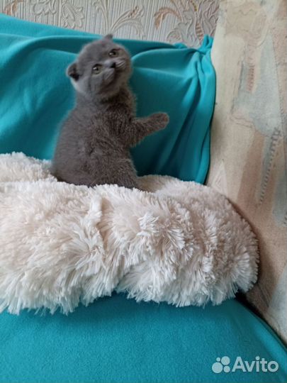Шотландские котята