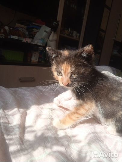 Котенок ищет дом